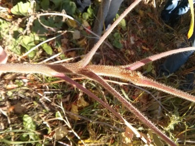 staghorn sumac twig