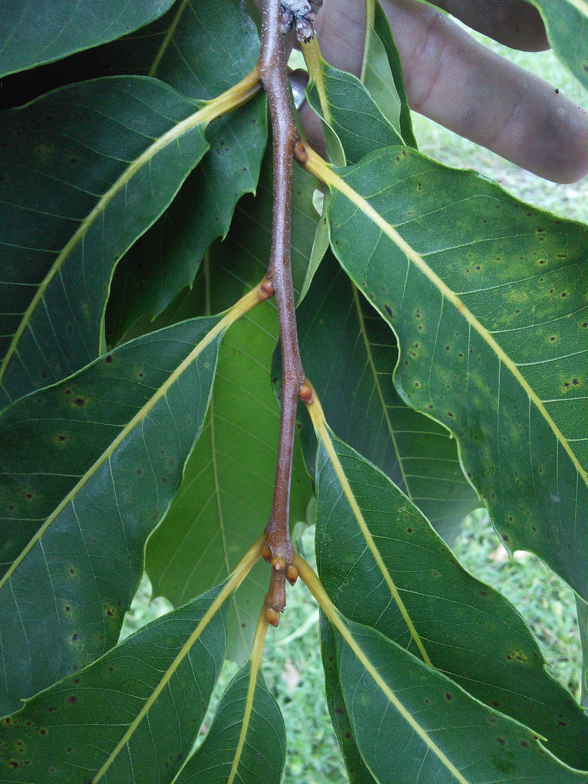 American chestnut twig