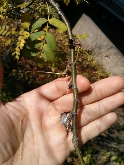 siberian peashrub twig