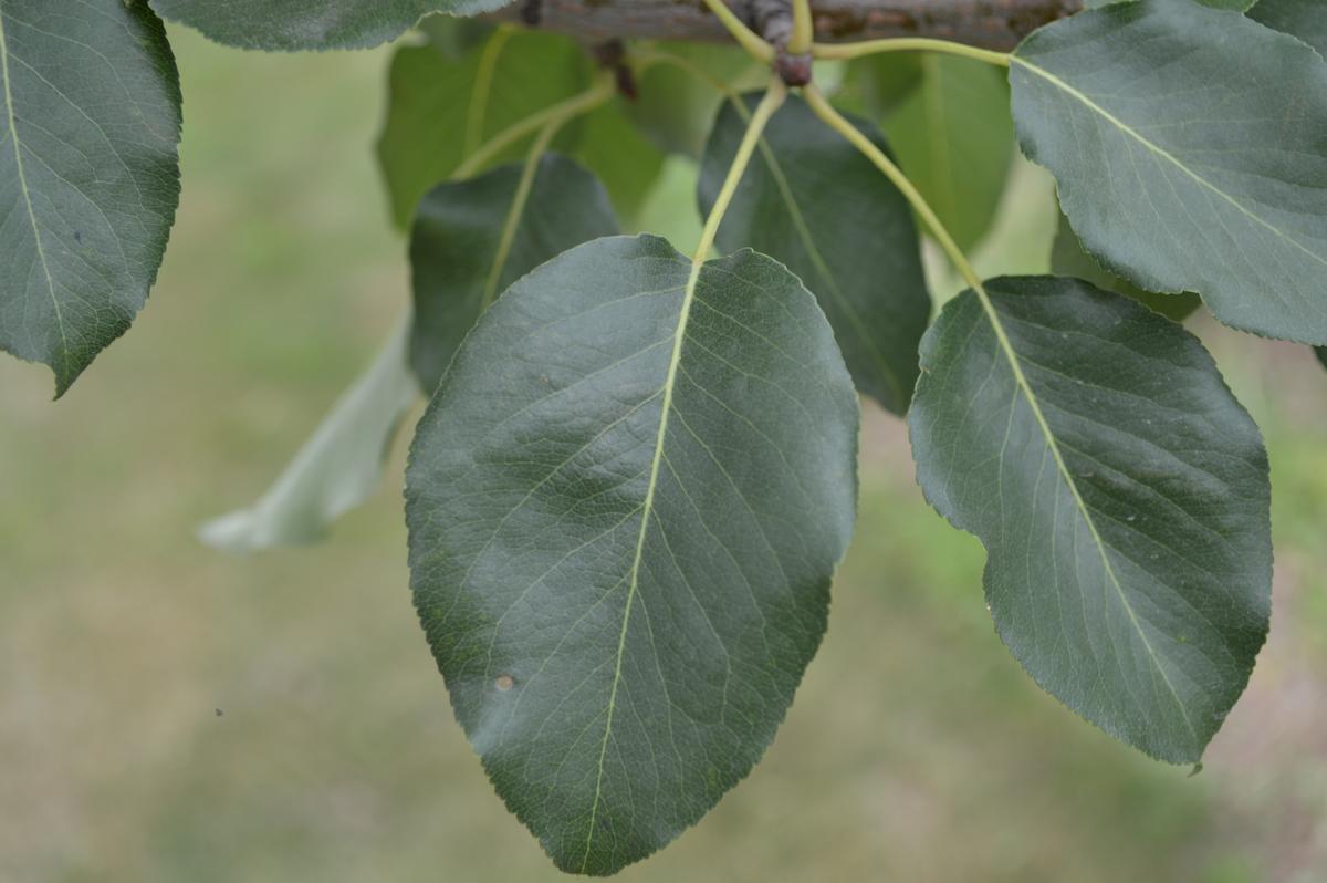 summercrisp pear leaf_1