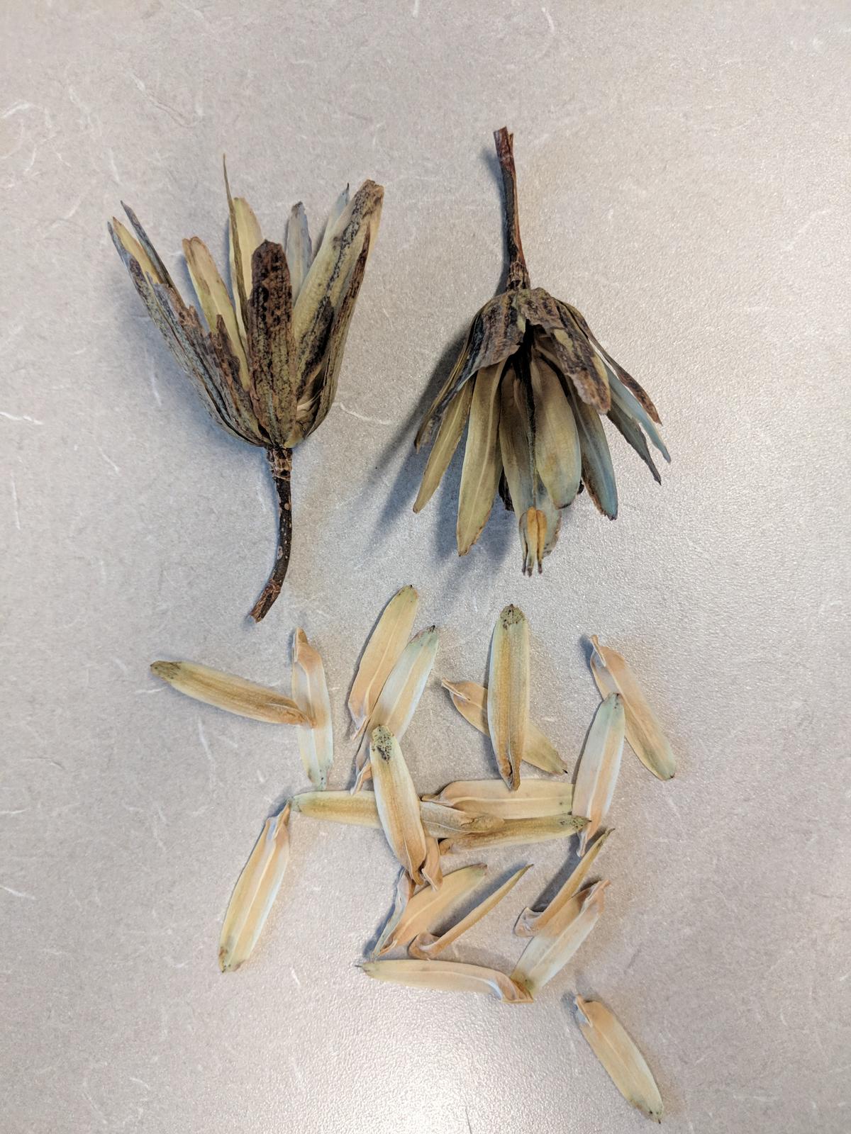 tulip tree seeds