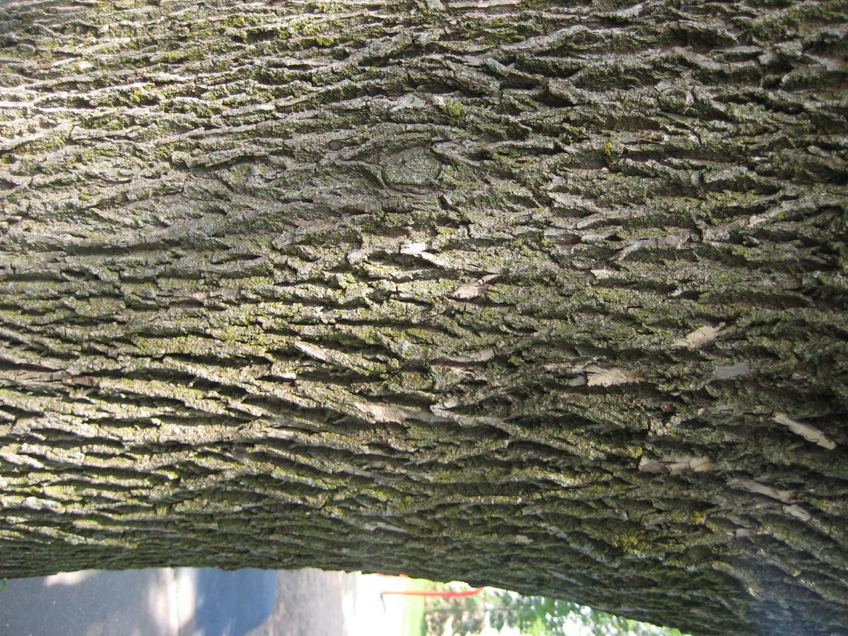 green ash bark