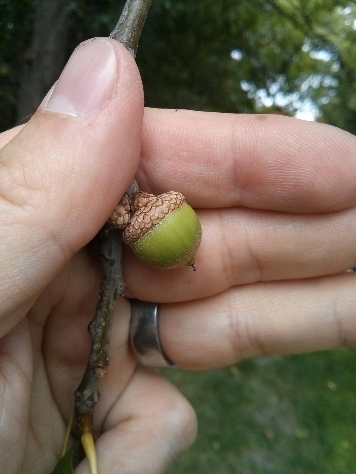 northern pin oak fruit