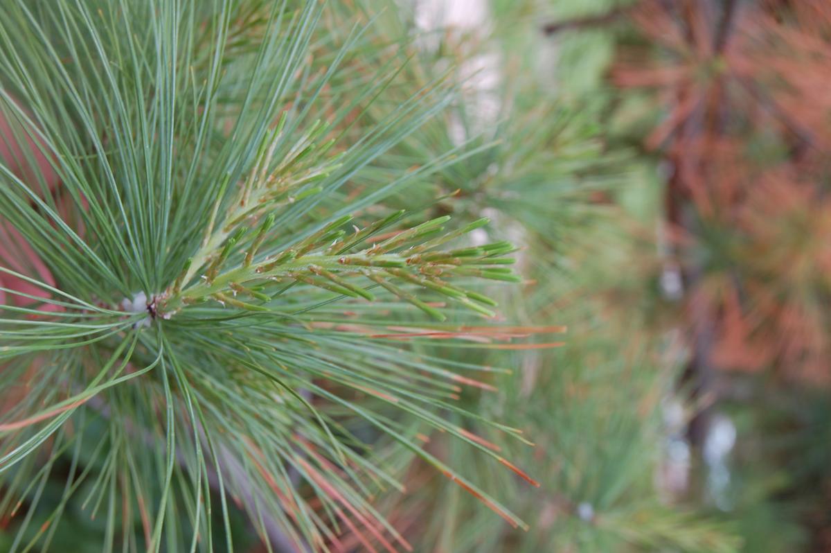E. white pine foliage 3