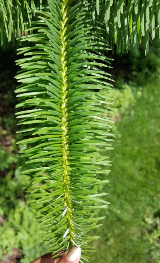 Turkish fir stem