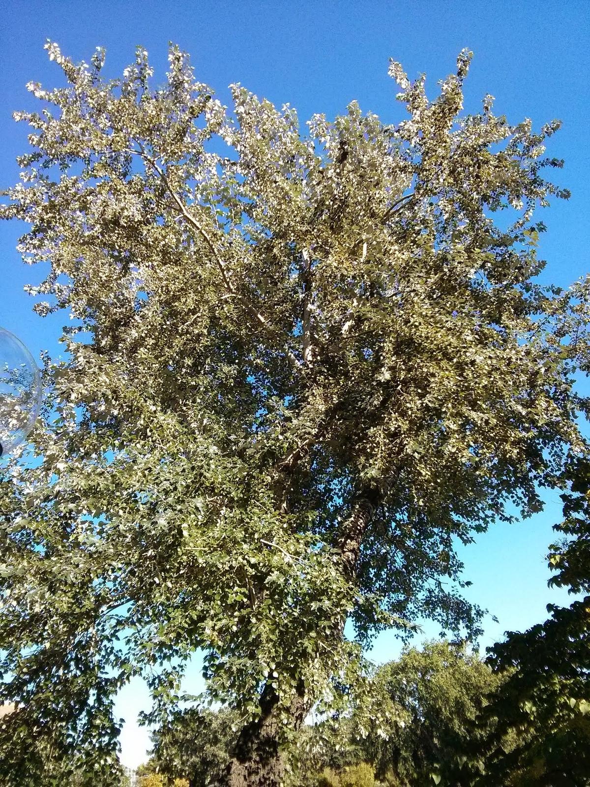 white poplar form