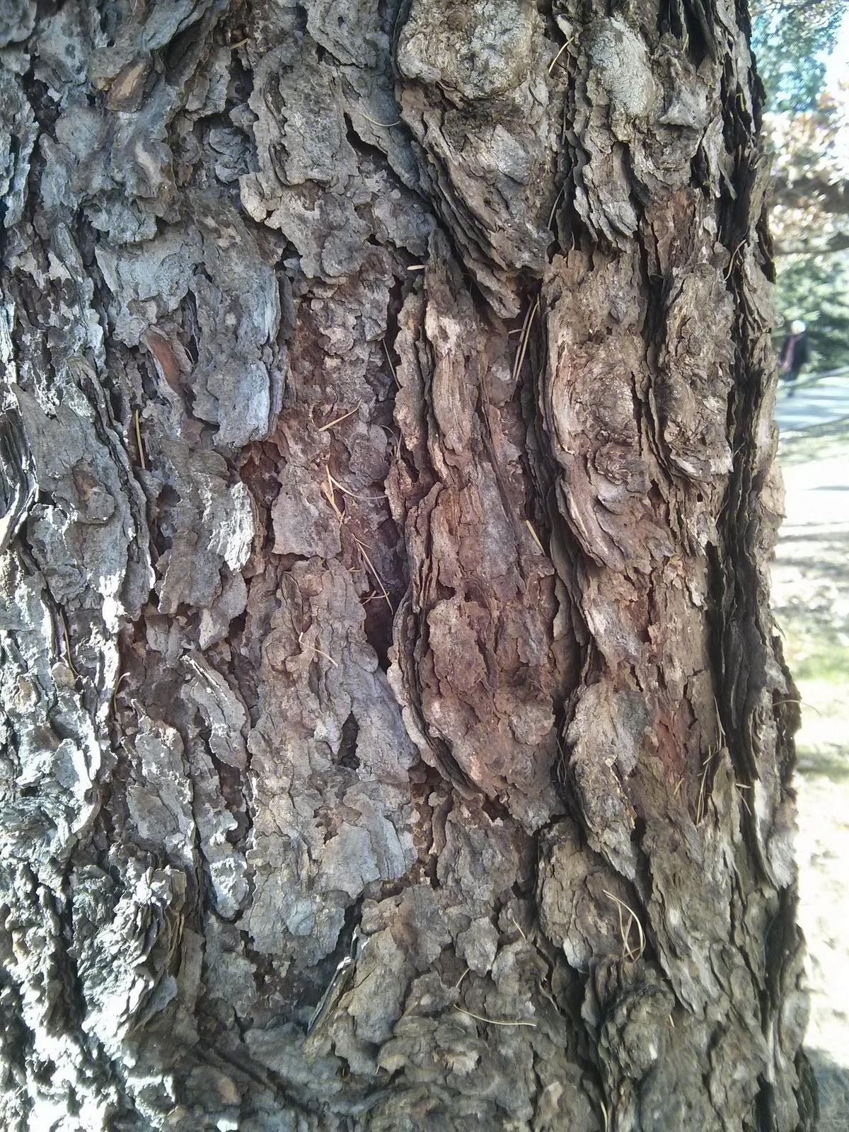 tamarack bark