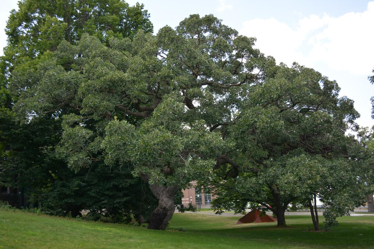 large bur oaks on East Bank