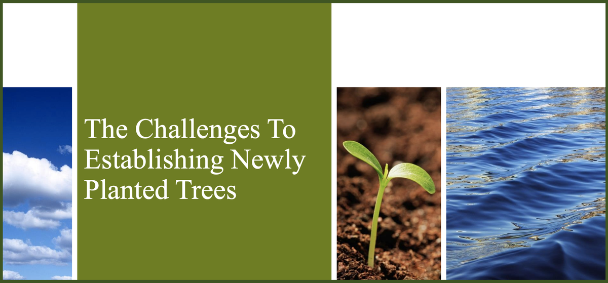 The Challenges to Establishing Newly Planted Trees