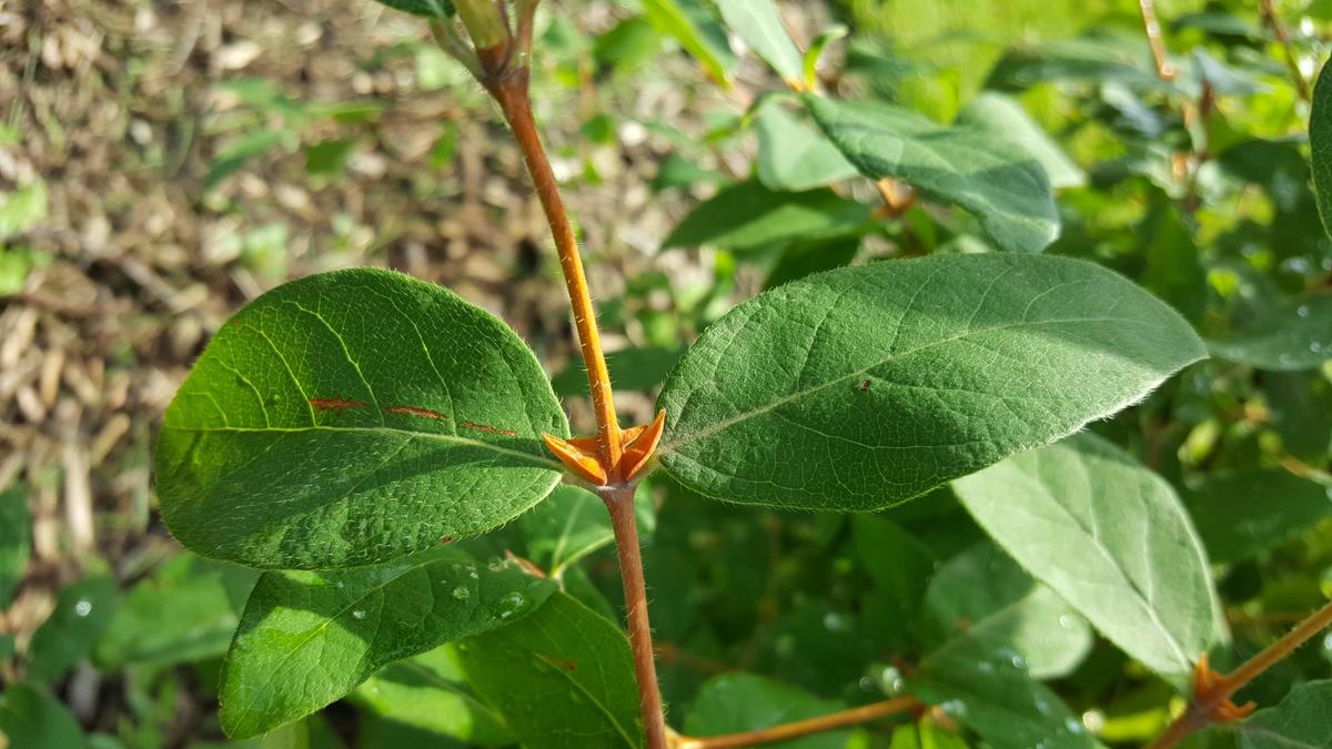 Sugar mountain Kalinka sweetberry honeysuckle leaf node