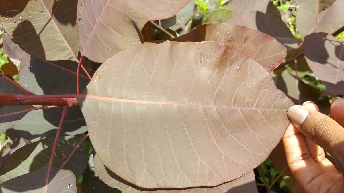 grace smokebush leaf