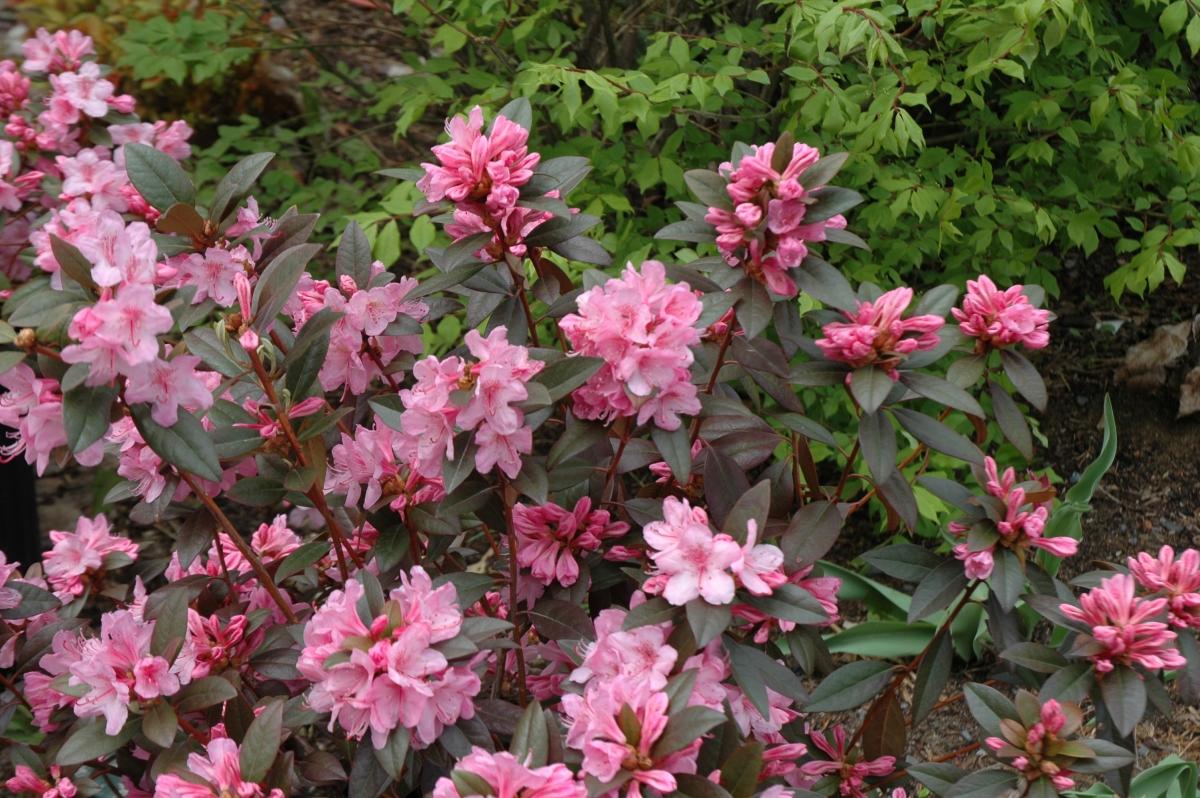 Aglo rhododendron flowers