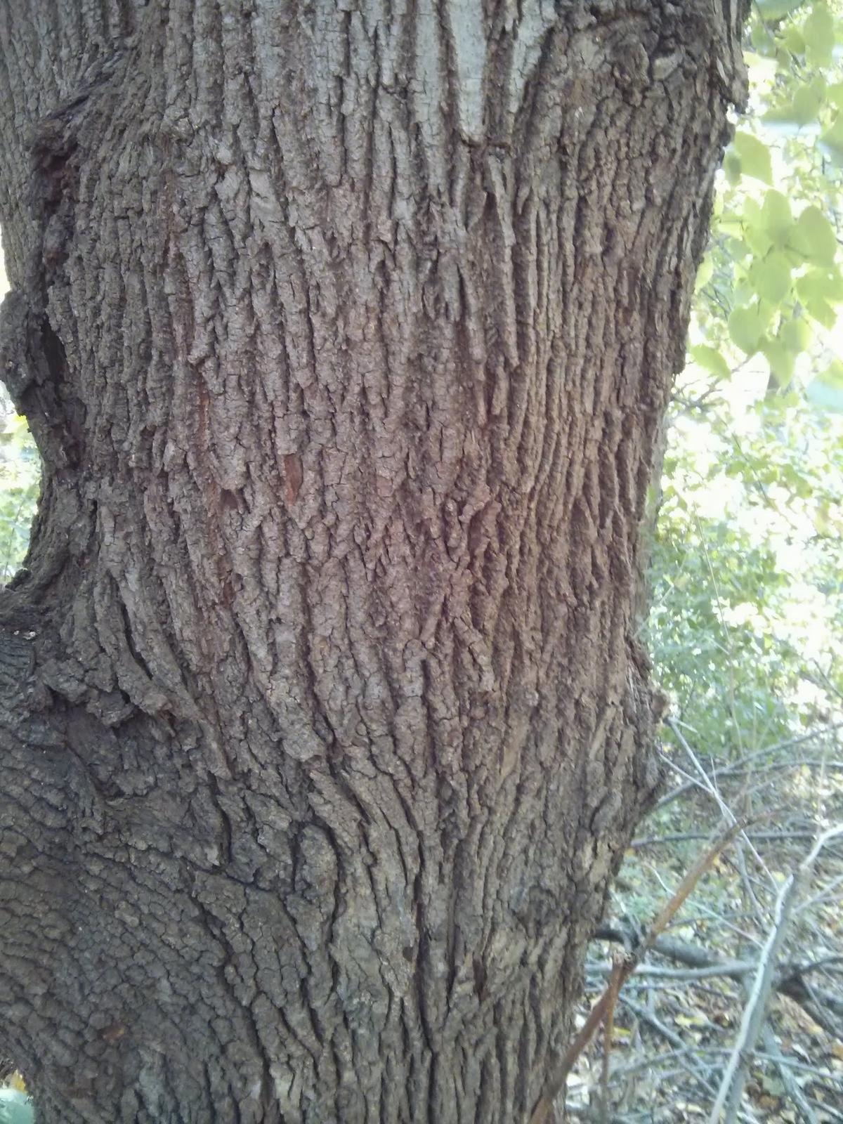 American basswood bark