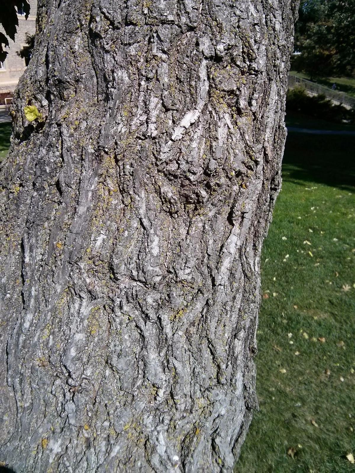 Amur maple bark