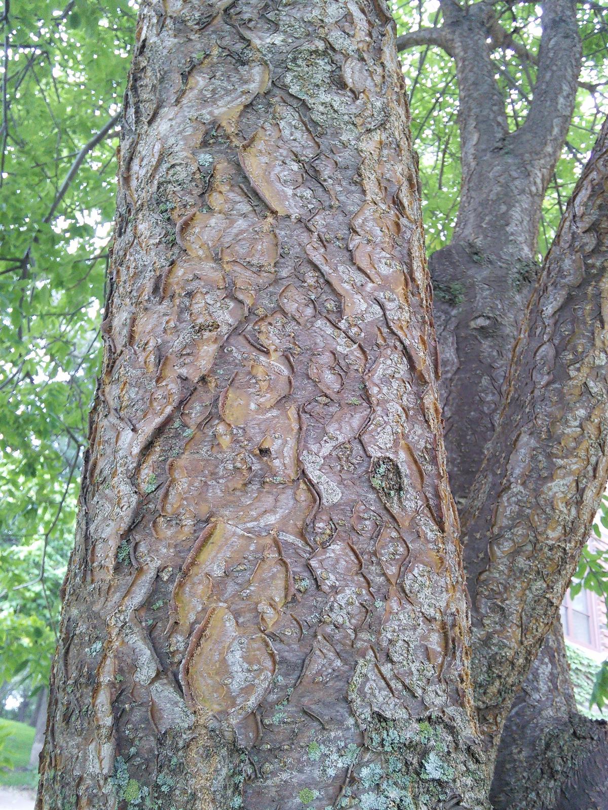 Amur maackia bark