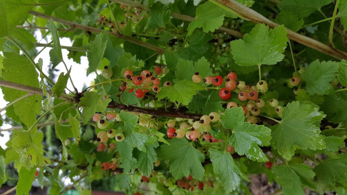 'Red Lake' currant fruit