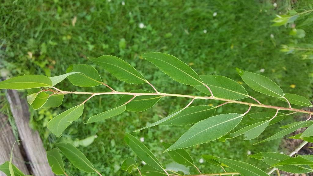peachleaf willow twig