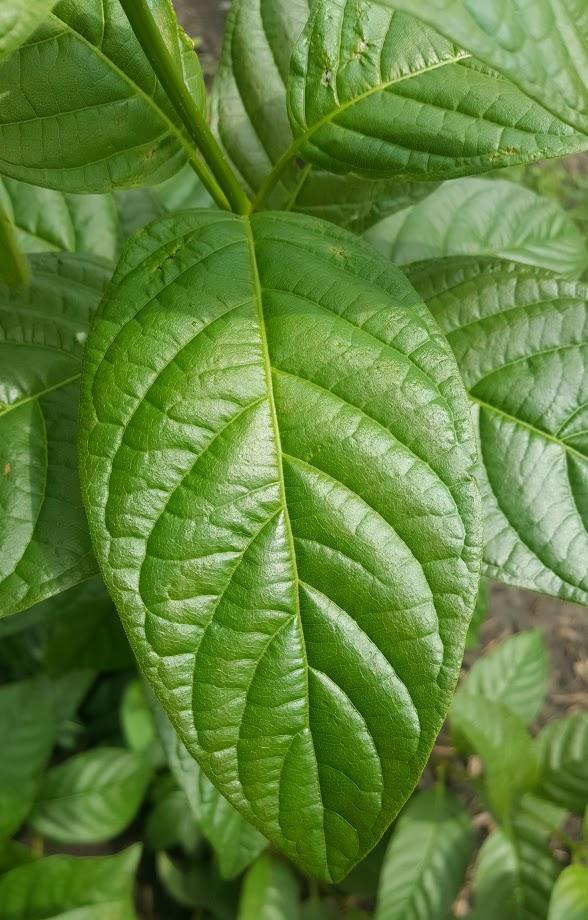 Sugar Shack® Buttonbush foliage