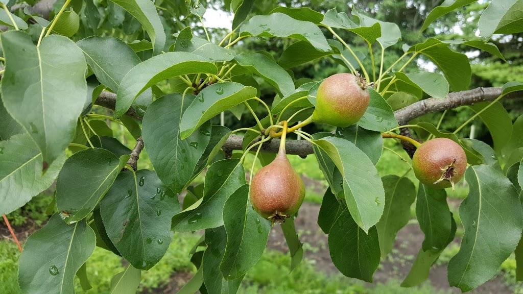 Summercrisp pear fruit