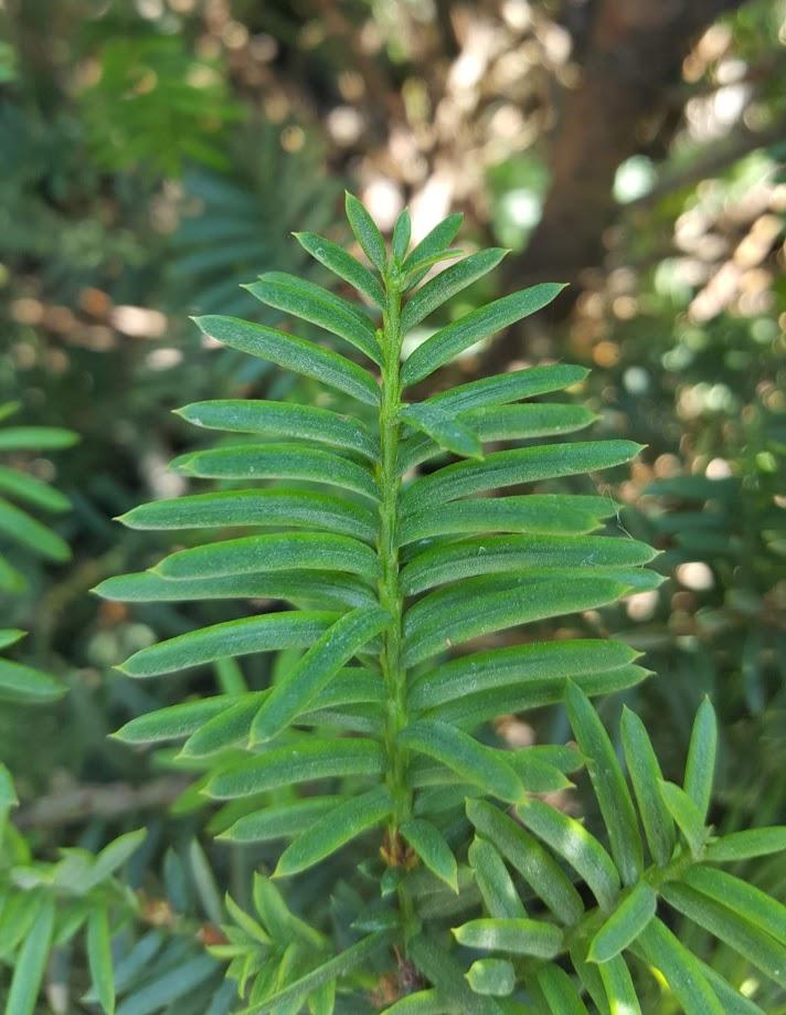 upright yew foliage