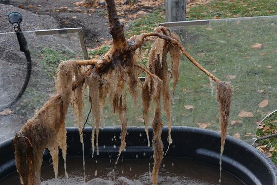Roots being taken out of liquid solution