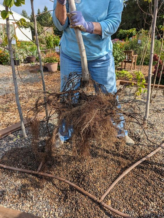 Example of fibrous root system in gravel bed