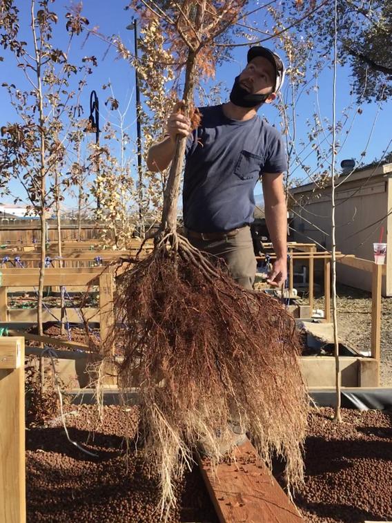 root system of gravel bed tree