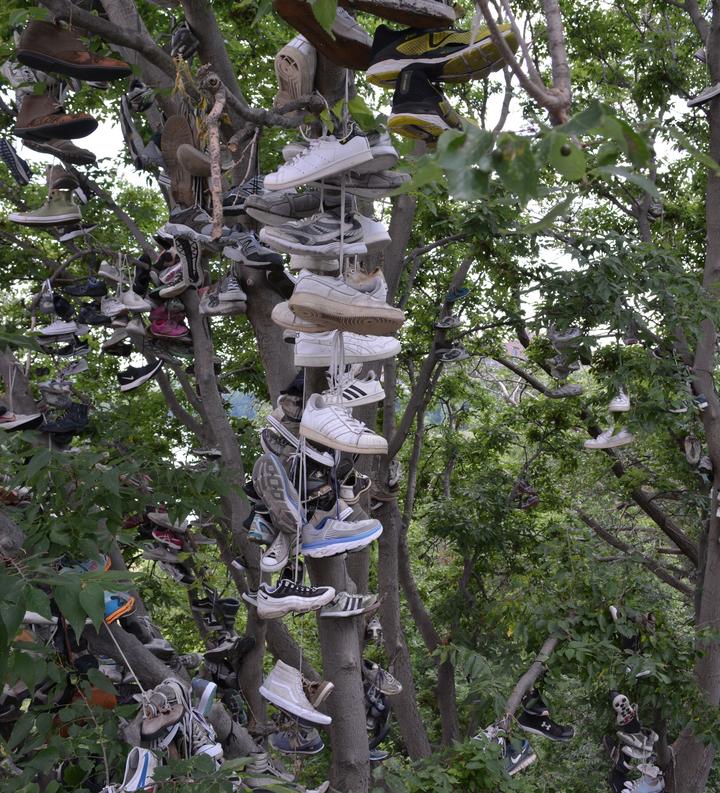 Shoe Tree located on West Bank of UMN Campus