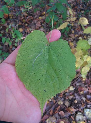 basswood_leaf